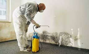 Professional Mold Remediation in Southmont, NC